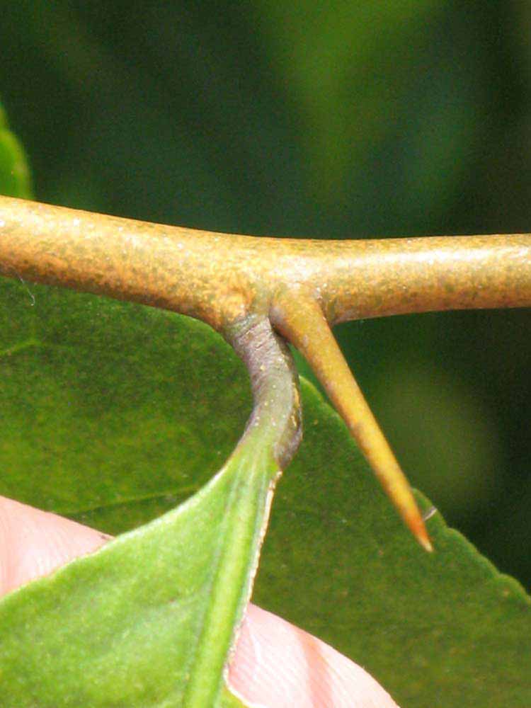            First year twig (Winter Haven, FL)   